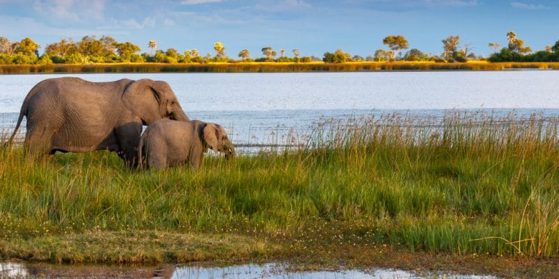 BOTSWANA: "Compact" involves local people in the preservation of the Okavango Basin ©manfredstutz/Shutterstock