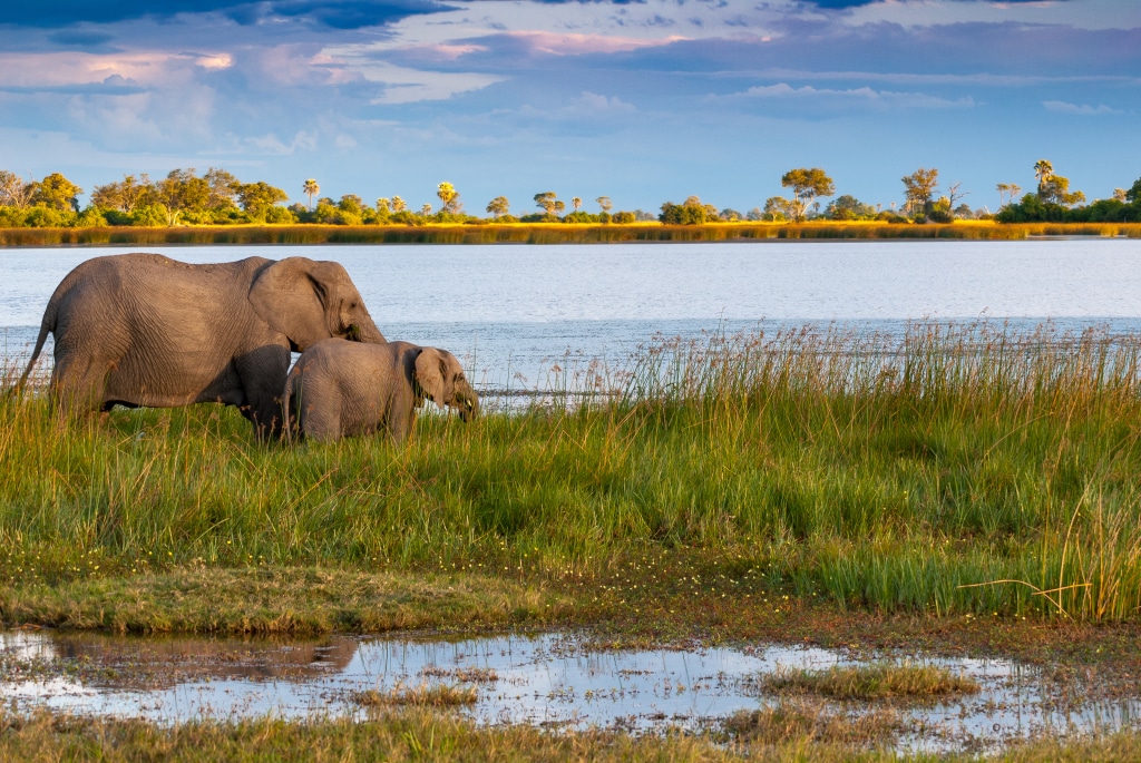 BOTSWANA : « Compact » mêle les riverains à la préservation du bassin de l’Okavango ©manfredstutz/Shutterstock