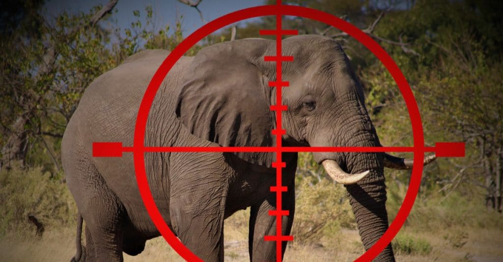 SOUTH AFRICA: Controversy over hunting trophy ban in London | Afrik 21