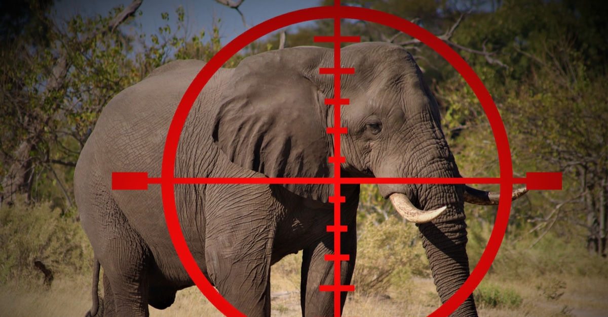 SOUTH AFRICA: Controversy over hunting trophy ban in London | Afrik 21