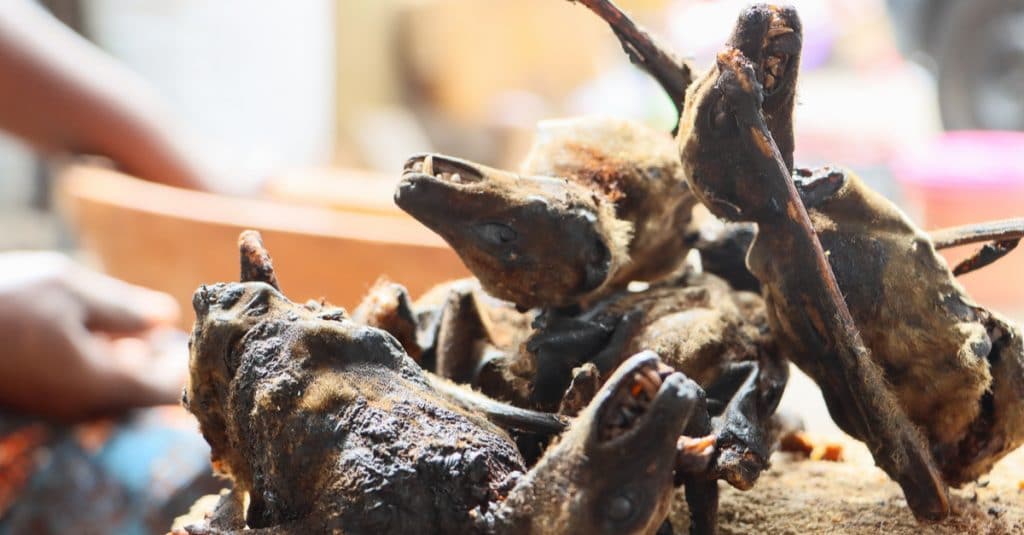 NIGERIA: A campaign against bushmeat consumption is in full swing©William Borney/Shutterstock