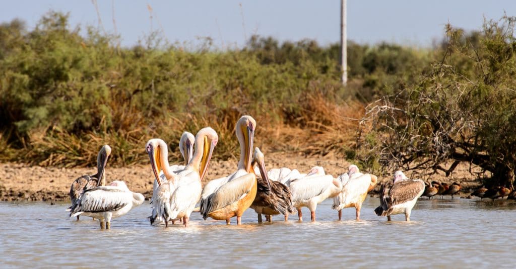 SENEGAL: Increased security for Niokolo-Koba and Djoudj national parks