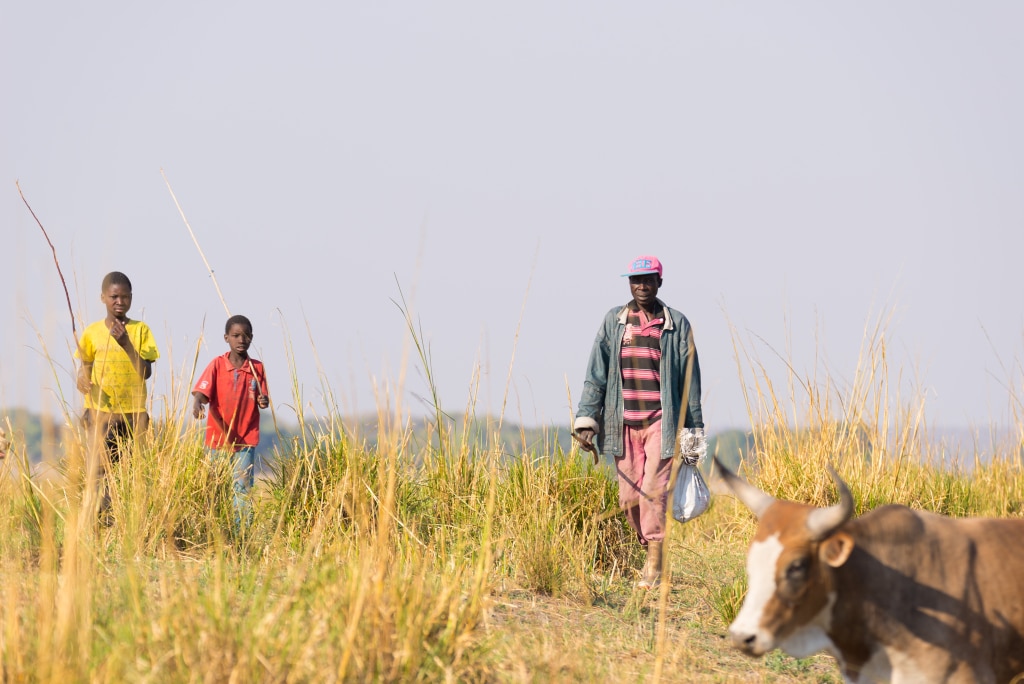 ZIMBABWE: a $2.5m insurance policy against the risk of drought in 2022©Fabio Lamanna/Shutterstock