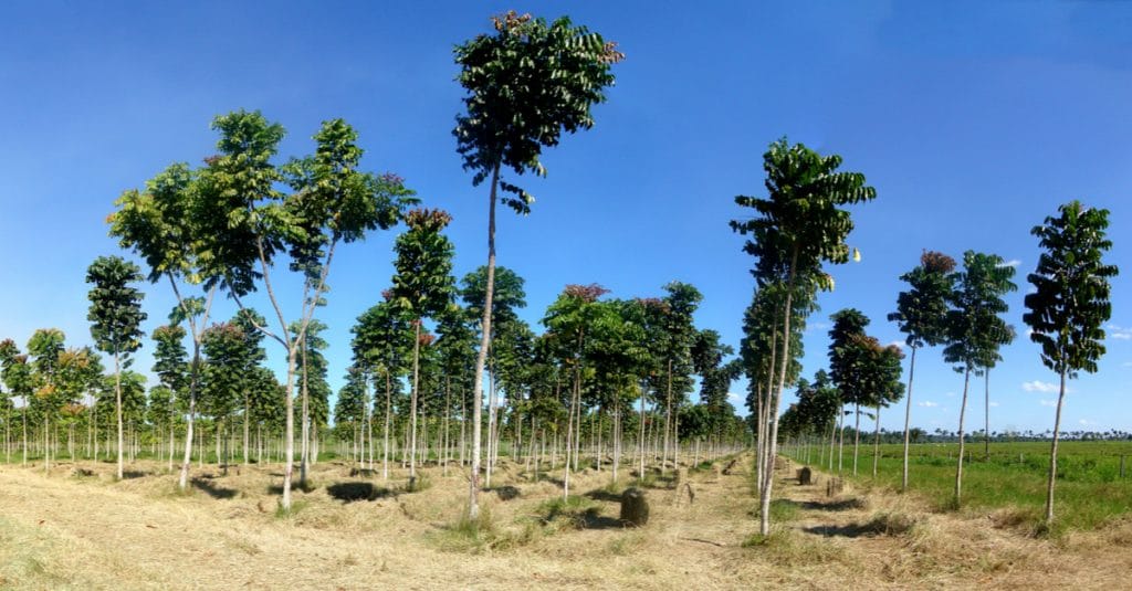 ERITREA: More than three million trees planted by 2021©Tarcisio Schnaider/Shutterstock