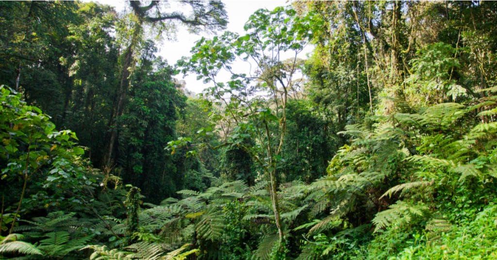 CENTRAL AFRICA: COMIFAC to advocate for its forests at COP 15©Travel Stock/Shutterstock