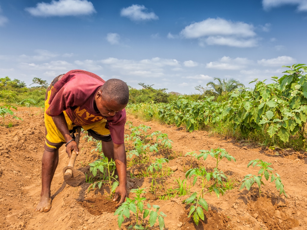 AFRICA: $200m for farmers' adaptation to climate change ©Andre Silva Pinto/Shutterstock