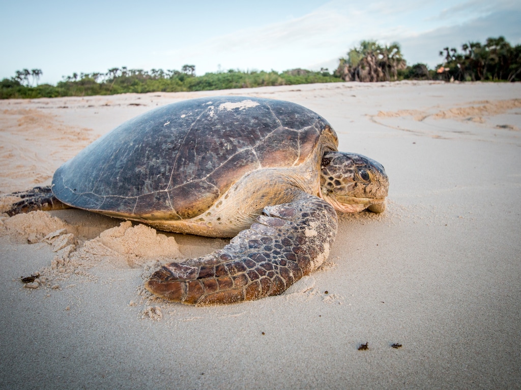 CAMEROUN : à Campo, Camvert promet la conservation des tortues marines ©Simon Eeman/Shutterstock