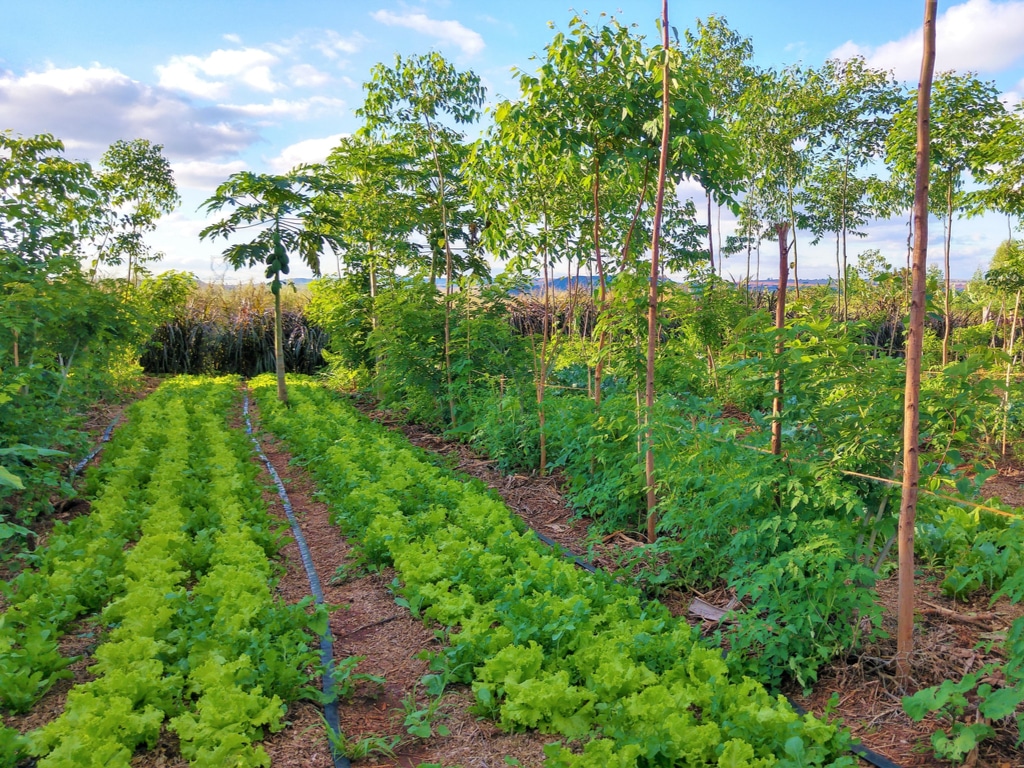 CAMEROON A Call For Applications For Climate Change Adaptation Afrik 21   Shutterstock 1245506659 1 