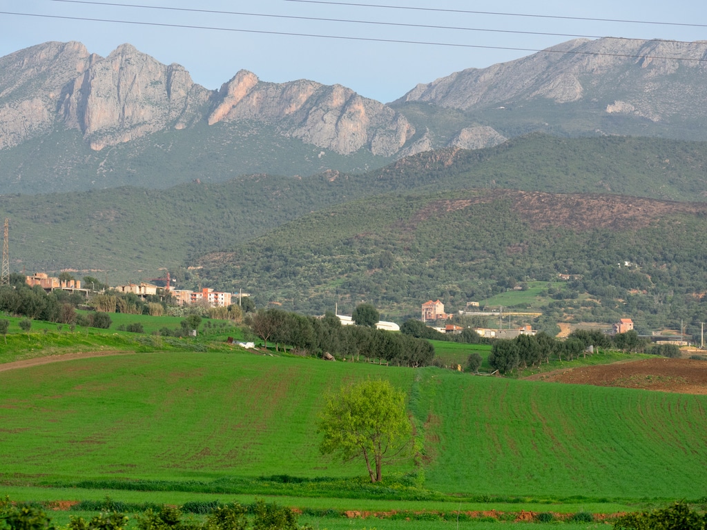 ALGERIA: Kabylia to reclaim its forest cover set ablaze by fire ©MohamedHaddad/Shutterstock