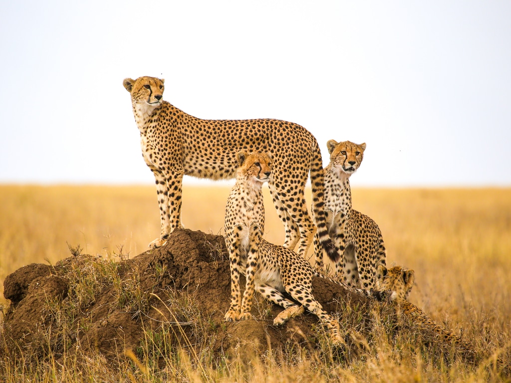 AFRIQUE : l’AWF lance l’appel à candidatures de la photographie sur la faune sauvage ©Vaganundo_Che/Shutterstock