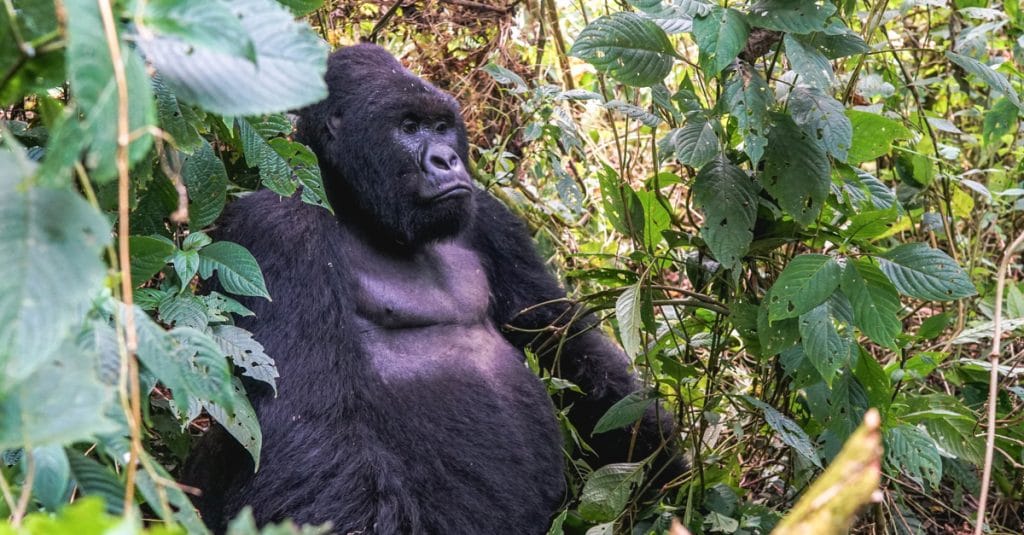 RWANDA : le parc des Volcans sera agrandi de 23%, avec un investissement de 255 M$©Lesia Povkh/Shutterstock