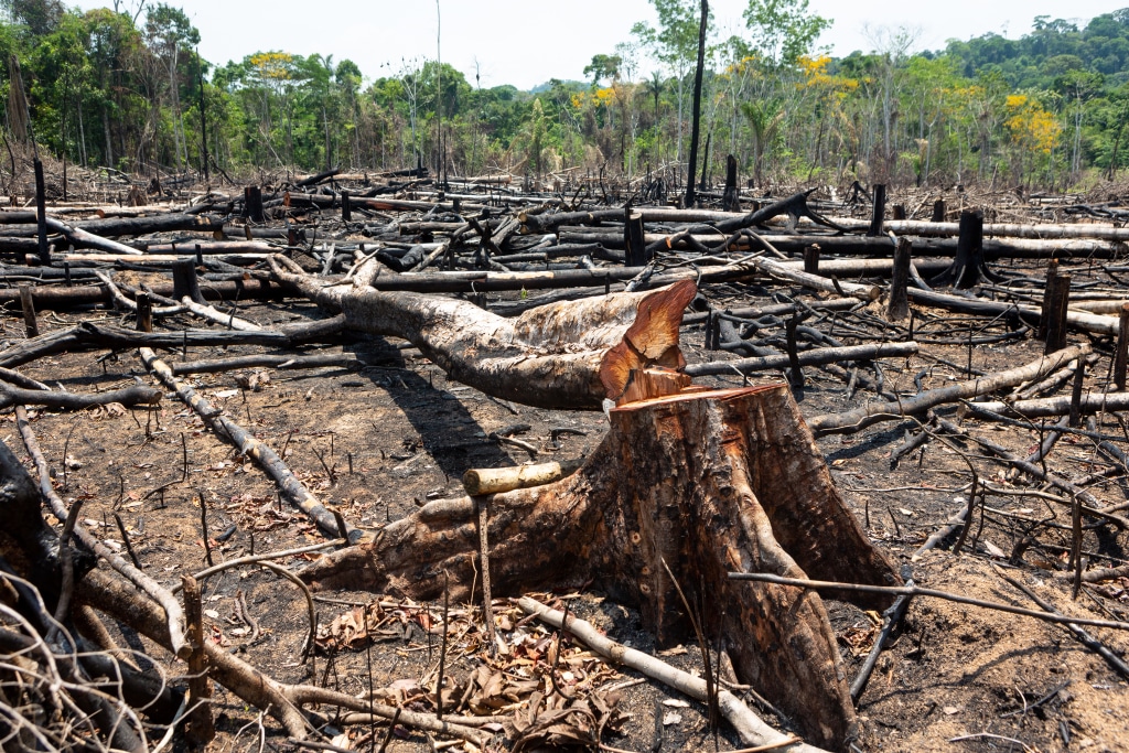 COP15 : les intérêts économiques derrière la déforestation massive en Côte d’Ivoire© PARALAXIS/Shutterstock