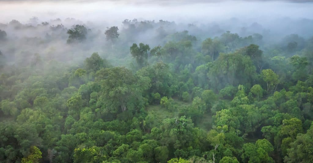 AFRICA: FAO proposes three forestry solutions to overcome multiple crises©CherylRamalho/Shutterstock