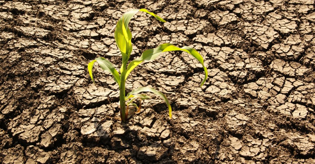 AFRICA: Food insecurity haunts the debates at the COP15 on desertification ©Meryll/Shutterstock