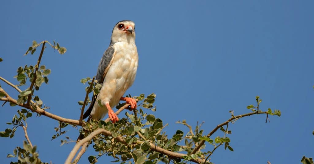 MOZAMBIQUE: the largest population of Taita falcons discovered in Niassa©David Havel/Shutterstock