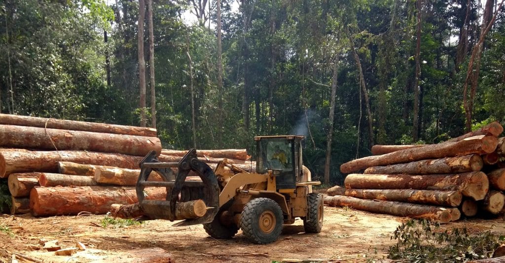 GABON: TotalEnergies and CBG launch a new forest management model ©Tarcisio Schnaider/Shutterstock