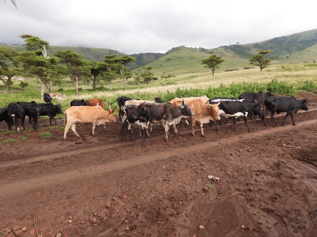 TANZANIE : le FVC et CRDB s’accordent pour la résilience climatique des agriculteurs©BENEFIT HAJI/Shutterstock