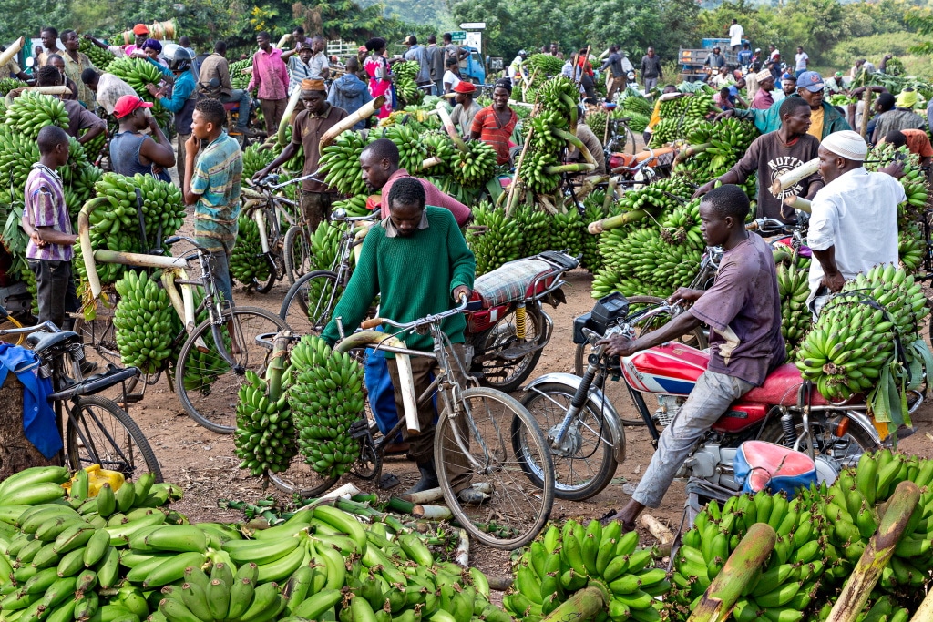 UGANDA: Seoul grants $5m for farmers' climate resilience ©MehmetO/Shutterstock