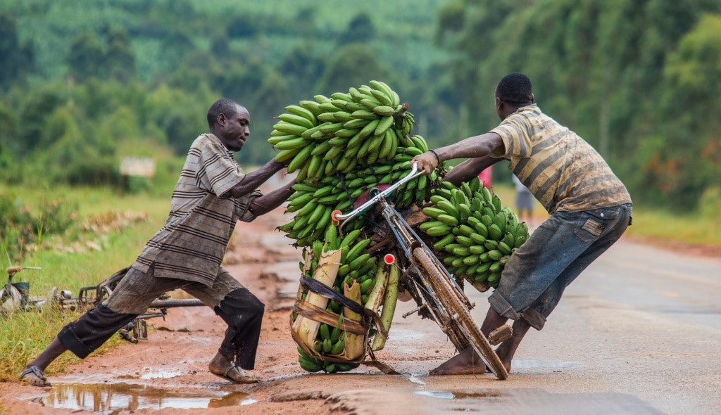 AFRICA : GEF releases $18M for sustainable agriculture in four countries © GUDKOV ANDREY/Shutterstock