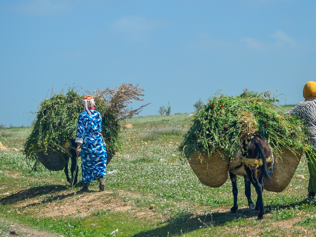 AFRICA: Emerging Mediterranean awards 30 start-ups for their green innovations © Vaidotas Grybauskas de Shtterstock