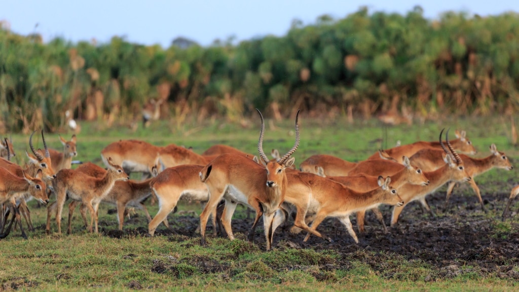 ZAMBIE : African Parks obtient la gestion déléguée du parc national de Kafue©African Parks/Shutterstock