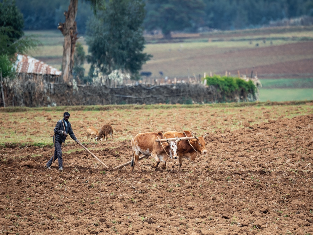 ÉTHIOPIE : 600 M$ pour l’adaptation climatique des petits exploitants agricoles©Artush/Shutterstock