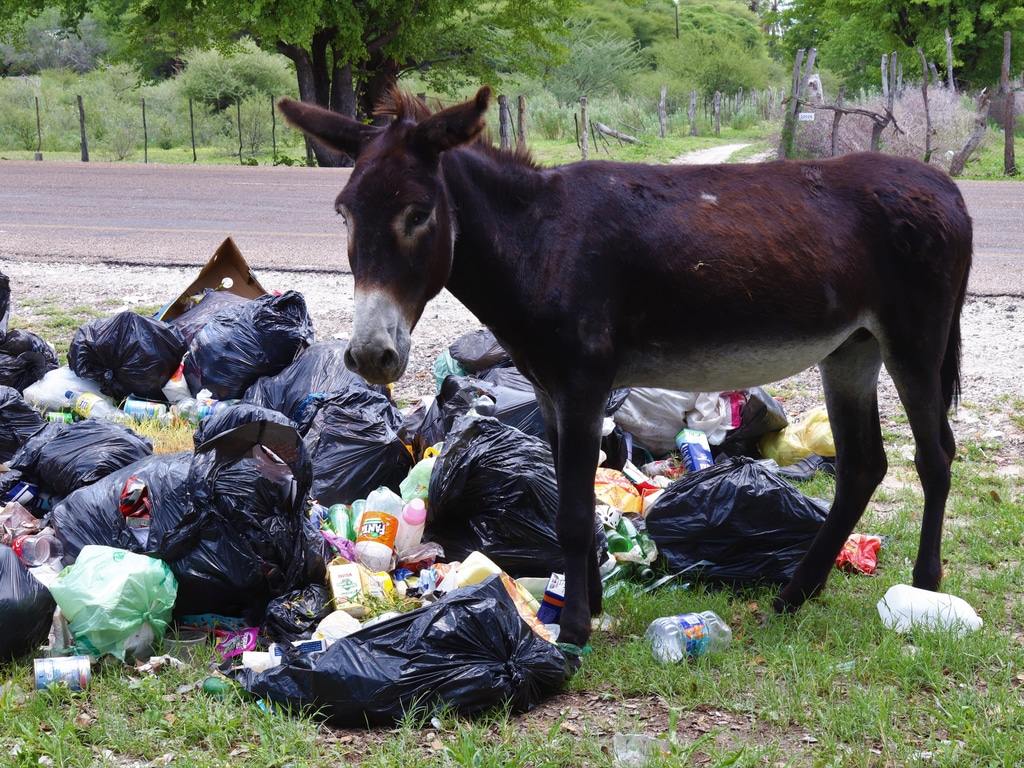 NAMIBIA: EU-funded two waste buy-back centres to be set up in Windhoek©speedshutter Photography/Shutterstock