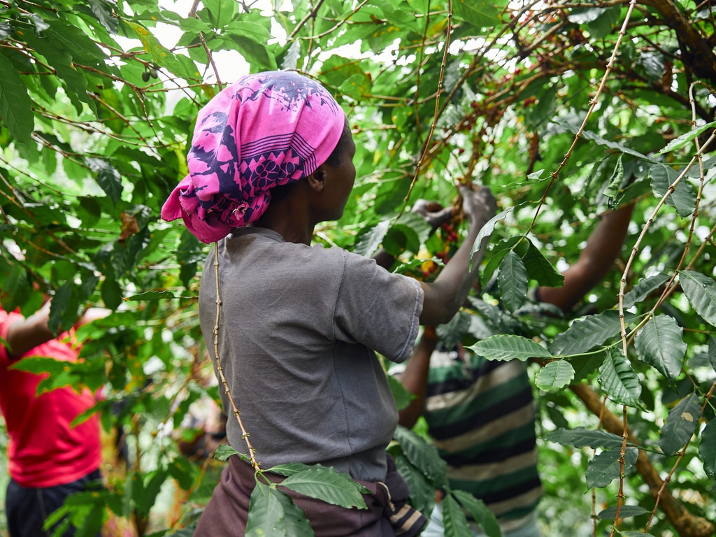 AFRIQUE DE L’EST : le GCP s’allie au P4F pour la production durable du café ©Yaroslav Astakhov/Shutterstock