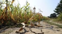 MOROCCO: Water stress causes the loss of 22,000 hectares of arable land per year bibiphoto/Shutterstock