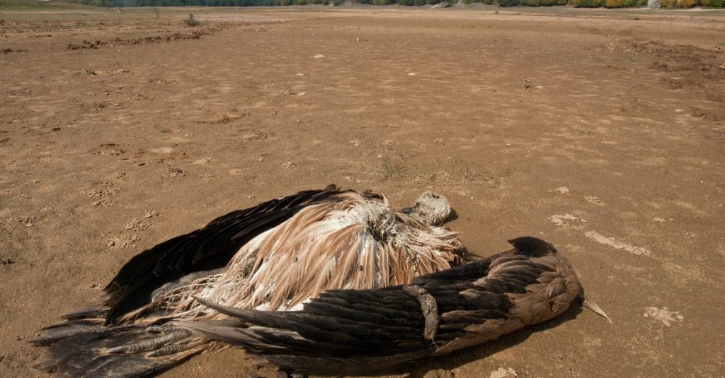 AUSTRIA: Poachers slaughter 150 vultures in 2 days ©FJAH/Shutterstock