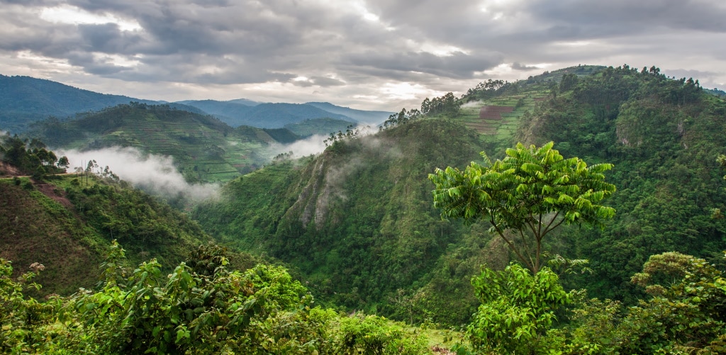 AFRIQUE : un nouveau mécanisme émettra des crédits carbone via la blockchain © Travel Stock/Shutterstock