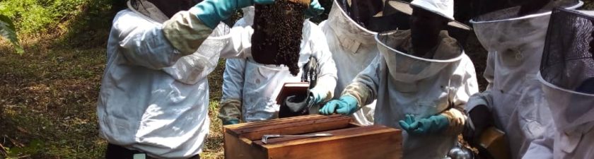 GABON: when beekeeping reduces community pressure on the forest and wildlife©ConservationJustice