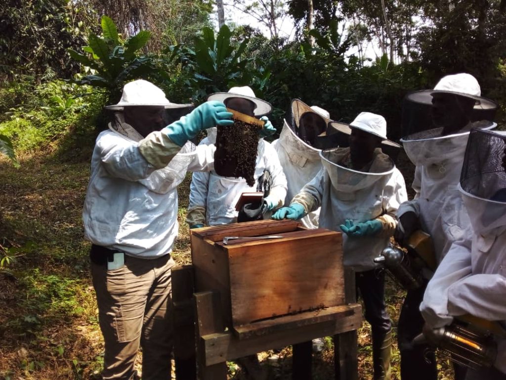 GABON : quand l’apiculture réduit la pression des communautés sur la forêt et la faune©ConservationJustice