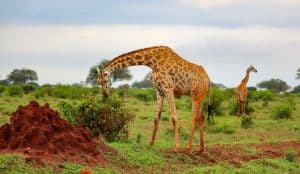 SOUDAN DU SUD : African Parks gèrera les parcs de Boma et Badingilo pendant 10 ans © Wirestock Creators/Shutterstock