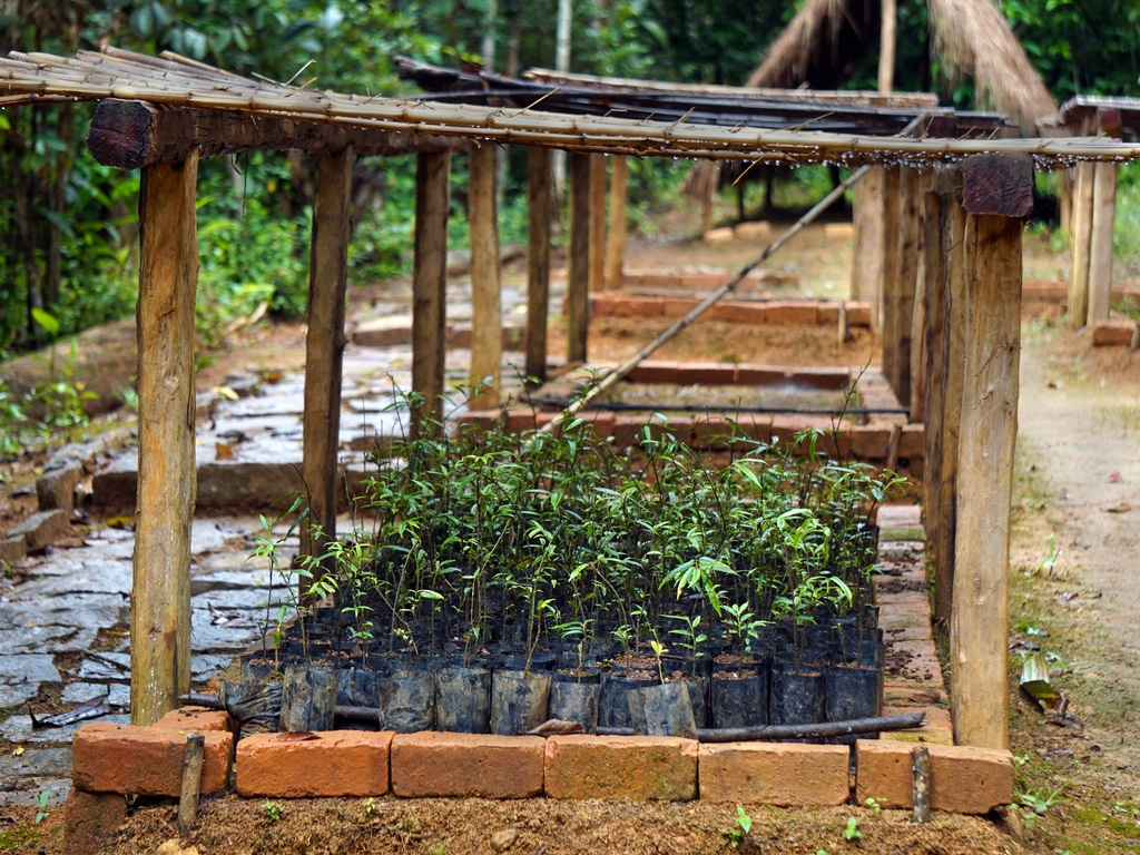 GUINÉE : à Ratoma, 5 000 arbres plantés pour lutter contre la sècheresse ©MyTravelCurator/Shutterstock