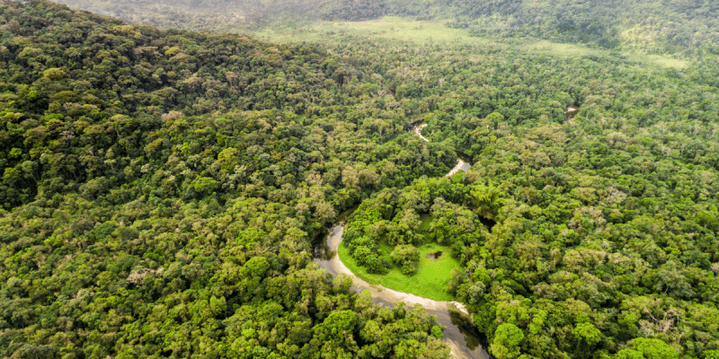 DRC: US pledges support for peatland protection ©Gustavo FrazaoShutterstock