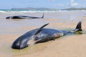 MADAGASCAR: towards the reinforcement of the anti-whale-whaling system©Stephen Barnes/Shutterstock