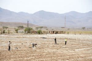 MOROCCO: ADA seeks PPPs for the development of irrigated land in Jraifia©The Visual Explorer/Shutterstock