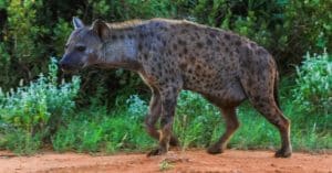 GABON: the return of the hyenas©Michael Zech Fotografie/Shutterstock