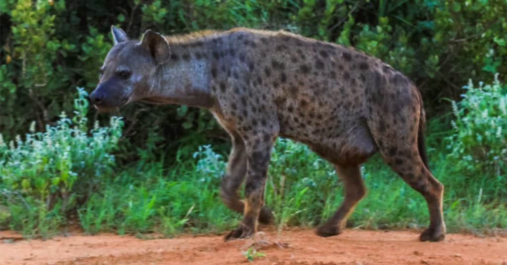 GABON : le retour des hyènes ©Michael Zech Fotografie/Shutterstock