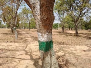 Ivory Coast: 300 trees planted in Tiébissou as a result of bush fires© Abdullahi /shutterstock