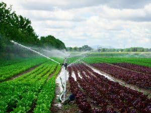 NIGERIA : 12 systèmes d’irrigation reprennent du service à Kano©Lazy_Bear/Shutterstock