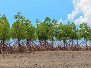 TOGO: Sogea-Satom plants 2,000 mangroves in Aneho to restore the forest cover© sarayuth3390/shutterstock