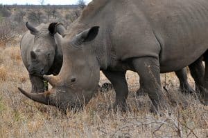 AFRIQUE DU SUD : les rhinocéros ont perdu 75 % de leur population en moins de dix ans ©Karel GallasShutterstock