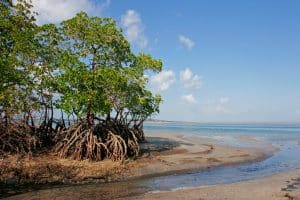 CÔTE D’IVOIRE : 50 % des forêts de mangroves, perdu en près de 30 ans ©EcoPrint /Shutterstock