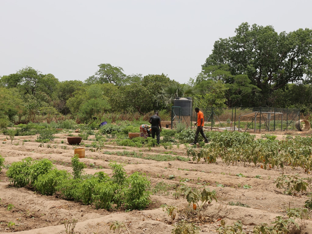 CHAD: $105 million from the World Bank for climate-related food security ©Xavier Boulanger/shutterstock