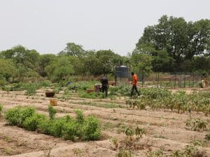 TCHAD : 105 M$ de la Banque mondiale pour la sécurité alimentaire face au climat©Xavier Boulanger/shutterstock