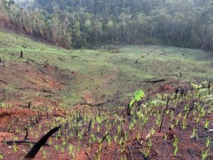 MADAGASCAR: fires ravage the Ankaratra reserve ©Agami Photo Agency/ shuttertock