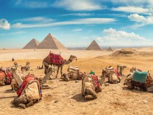 ÉGYPTE : sur les pistes de Salloum, 400 chameaux exhibent les prouesses de la nature©givaga/ shutterstock