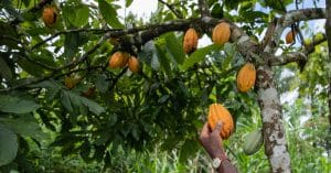 CAMEROON: the good points of agroforestry in cocoa farming